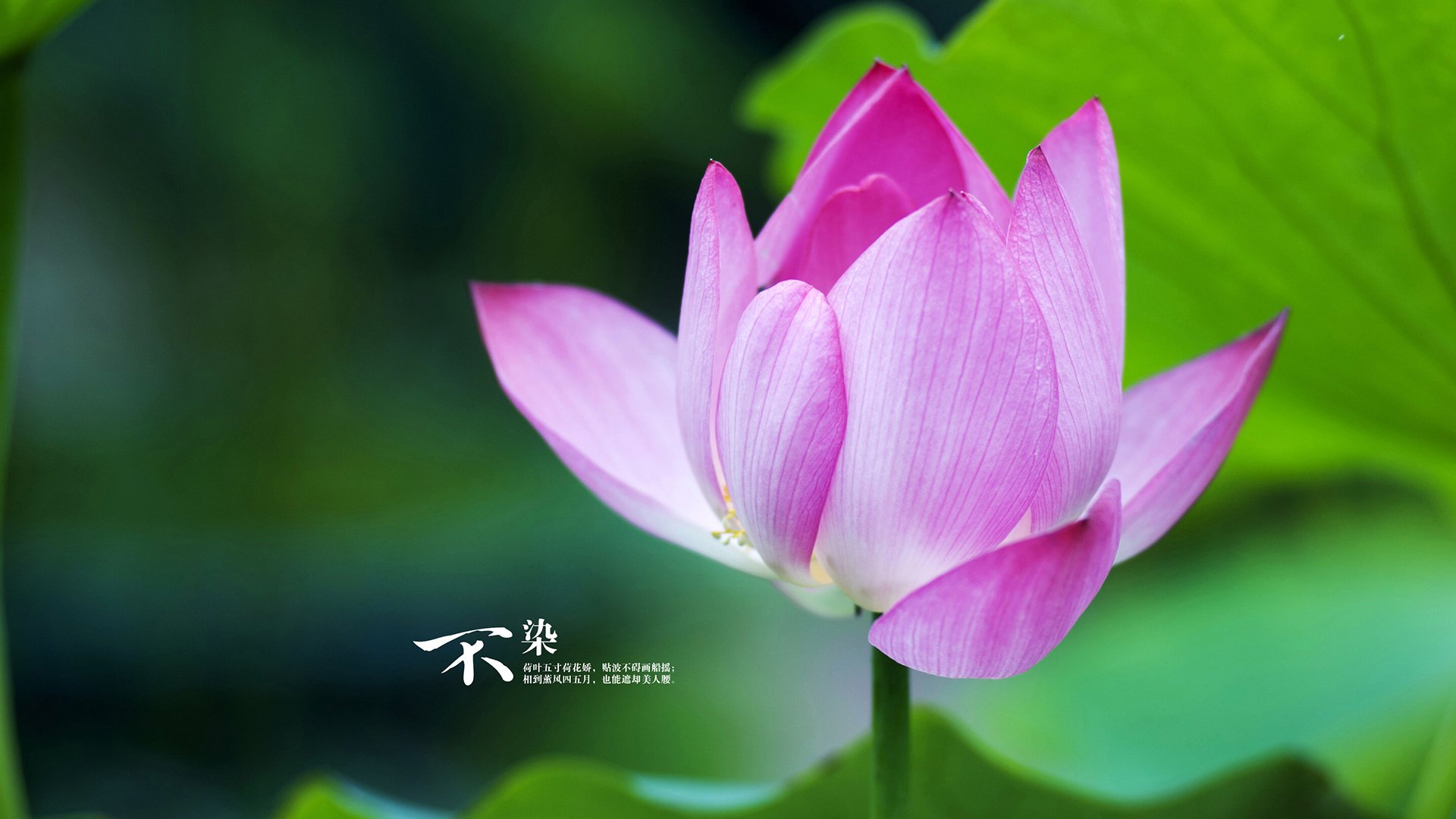 美加墨世界杯之夜，小贾伦·杰克逊的统治时刻—当防守艺术主宰比赛走向